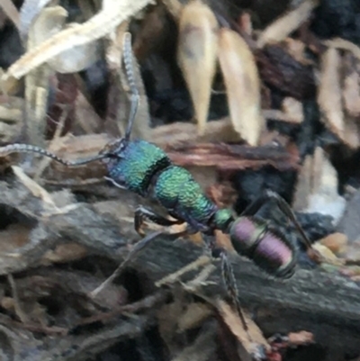 Rhytidoponera metallica (Greenhead ant) at Woodstock Nature Reserve - 24 Mar 2021 by Ned_Johnston