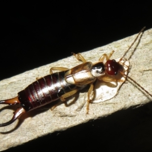 Forficula auricularia at Flynn, ACT - 24 Mar 2021