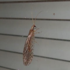 Stenosmylus sp. (genus) (An osmylid lacewing) at Flynn, ACT - 24 Mar 2021 by Christine