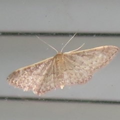 Idaea inversata (Purple Wave) at Flynn, ACT - 24 Mar 2021 by Christine