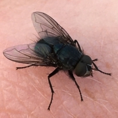 Tachinidae (family) (Unidentified Bristle fly) at Holt, ACT - 25 Mar 2021 by NedJohnston