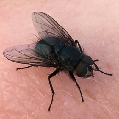 Tachinidae (family) (Unidentified Bristle fly) at Holt, ACT - 25 Mar 2021 by NedJohnston