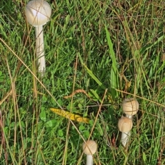 Macrolepiota sp. at Molonglo Valley, ACT - 25 Mar 2021 by galah681