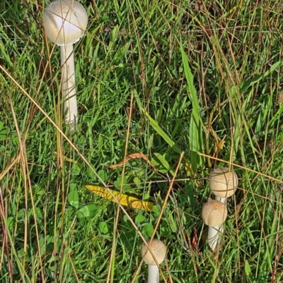 Macrolepiota sp. at National Arboretum Woodland - 24 Mar 2021 by galah681