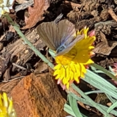 Zizina otis (Common Grass-Blue) at Sth Tablelands Ecosystem Park - 25 Mar 2021 by galah681