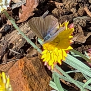 Zizina otis at National Arboretum Woodland - 25 Mar 2021 11:29 AM