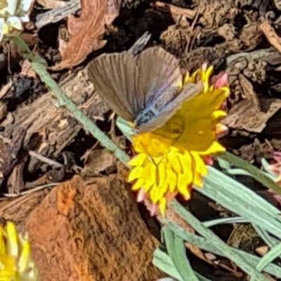 Zizina otis (Common Grass-Blue) at Sth Tablelands Ecosystem Park - 25 Mar 2021 by galah681