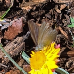 Zizina otis at National Arboretum Woodland - 25 Mar 2021 11:29 AM