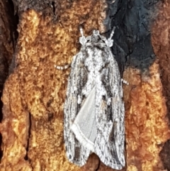 Agriophara platyscia (A Concealer moth) at Latham, ACT - 25 Mar 2021 by tpreston