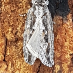 Agriophara platyscia at Latham, ACT - 25 Mar 2021