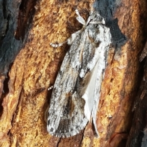 Agriophara platyscia at Latham, ACT - 25 Mar 2021