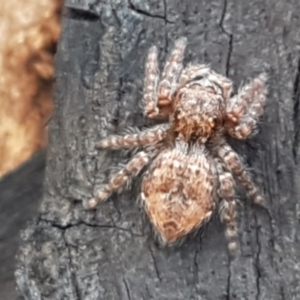 Servaea sp. (genus) at Latham, ACT - 25 Mar 2021