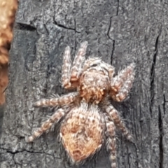 Servaea sp. (genus) at Latham, ACT - 25 Mar 2021