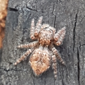 Servaea sp. (genus) at Latham, ACT - 25 Mar 2021