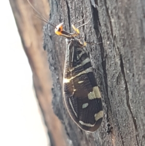 Porismus strigatus at Latham, ACT - 25 Mar 2021 04:24 PM