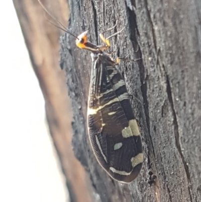 Porismus strigatus (Pied Lacewing) at Umbagong District Park - 25 Mar 2021 by tpreston