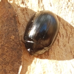 Paropsisterna morio (Morio leaf beetle) at Latham, ACT - 25 Mar 2021 by tpreston