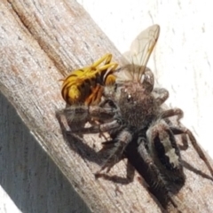 Sandalodes superbus (Ludicra Jumping Spider) at Umbagong District Park - 25 Mar 2021 by tpreston