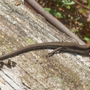 Pseudemoia entrecasteauxii at Tennent, ACT - 2 Apr 2014