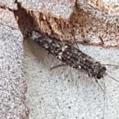 Trichoptera sp. (order) (Unidentified Caddisfly) at Umbagong District Park - 25 Mar 2021 by trevorpreston