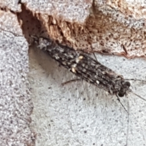 Trichoptera (order) at Latham, ACT - 25 Mar 2021