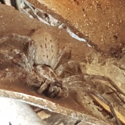 Isopeda canberrana (Canberra Huntsman Spider) at Latham, ACT - 25 Mar 2021 by trevorpreston