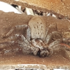 Isopeda canberrana at Umbagong District Park - 25 Mar 2021 04:48 PM