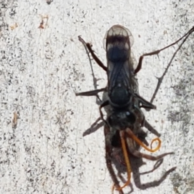Pompilidae (family) (Unidentified Spider wasp) at Umbagong District Park - 25 Mar 2021 by tpreston