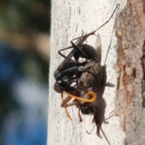 Pompilidae (family) at Latham, ACT - 25 Mar 2021 04:49 PM