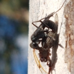 Pompilidae (family) at Latham, ACT - 25 Mar 2021