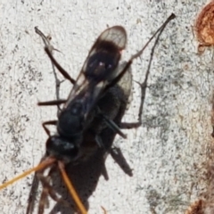 Pompilidae (family) at Latham, ACT - 25 Mar 2021