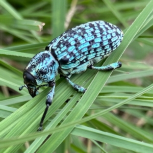 Chrysolopus spectabilis at Rossi, NSW - 25 Mar 2021 11:59 AM