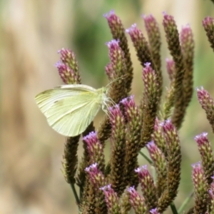 Pieris rapae at Jerrabomberra, NSW - 25 Mar 2021