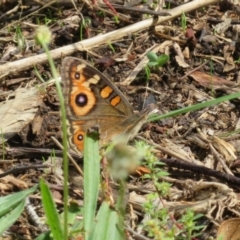 Junonia villida (Meadow Argus) at Jerrabomberra, NSW - 25 Mar 2021 by RodDeb