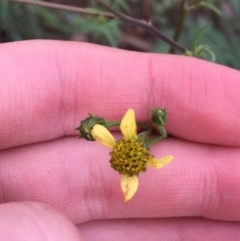 Bidens subalternans at Holt, ACT - 25 Mar 2021