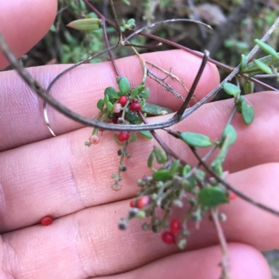 Einadia nutans (Climbing Saltbush) at Woodstock Nature Reserve - 24 Mar 2021 by Ned_Johnston