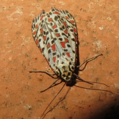 Utetheisa pulchelloides (Heliotrope Moth) at Flynn, ACT - 24 Mar 2021 by Christine