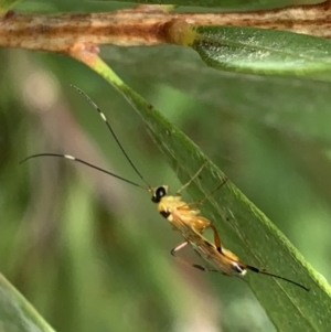 Ichneumonidae (family) at Murrumbateman, NSW - 25 Mar 2021