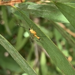 Ichneumonidae (family) at Murrumbateman, NSW - 25 Mar 2021