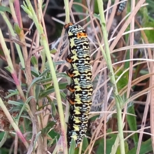 Phalaenoides tristifica at Paddys River, ACT - 25 Mar 2021