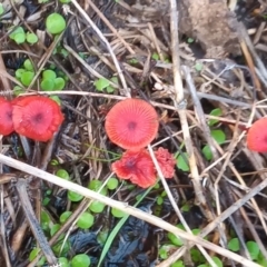 Cruentomycena viscidocruenta (Ruby Mycena) at Point Hut to Tharwa - 25 Mar 2021 by MichaelBedingfield