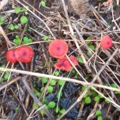 Cruentomycena viscidocruenta at Tharwa, ACT - 25 Mar 2021