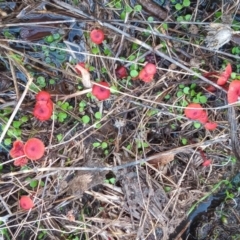 Cruentomycena viscidocruenta at Tharwa, ACT - 25 Mar 2021