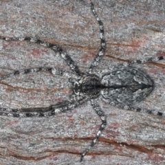 Pediana sp. (genus) (A huntsman spider) at Mount Ainslie - 25 Mar 2021 by jb2602