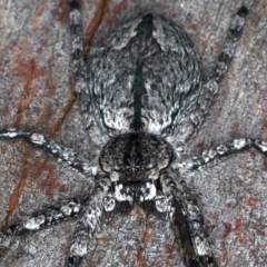 Pediana sp. (genus) at Majura, ACT - 25 Mar 2021