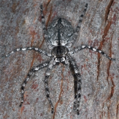 Pediana sp. (genus) at Majura, ACT - 25 Mar 2021 05:36 PM