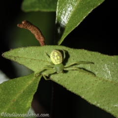 Lehtinelagia prasina (Leek-green flower spider) at Hughes, ACT - 23 Dec 2020 by JonSteinbeck