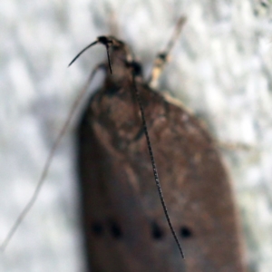 Doleromima hypoxantha at O'Connor, ACT - 21 Oct 2020