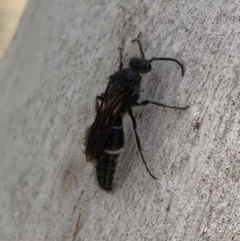 Mutillidae (family) at Murrumbateman, NSW - 25 Mar 2021