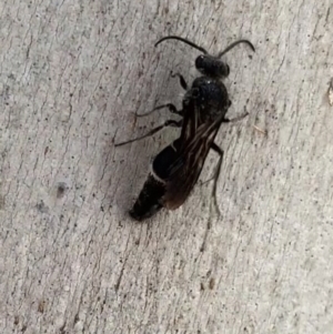 Mutillidae (family) at Murrumbateman, NSW - 25 Mar 2021